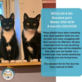 Rescue Domestic Short Hair Cats for Adoption in Clive, Alberta - Nicolas & Bo - Bond Pair | PetCurious