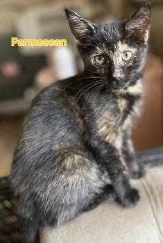 Parmesean -  Tortoiseshell Cat for Adoption in Bethpage, New York - Parmesean | PetCurious