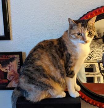 Medley -  Dilute Calico Cat for Adoption in Laguna Niguel, California - Medley | PetCurious