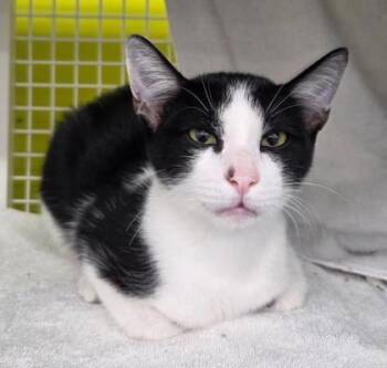 Teddy -  Domestic Short Hair Cat for Adoption in Kansas City, Missouri - Teddy | PetCurious