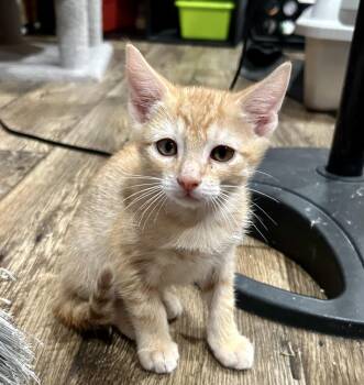 Magneto -  Domestic Short Hair Cat for Adoption in Richmond, Virginia - Magneto | PetCurious