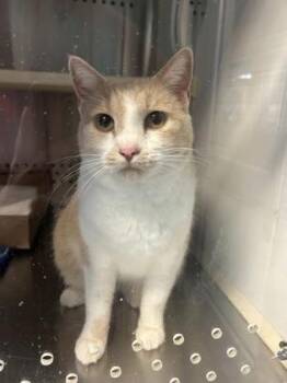 Juni -  Domestic Short Hair Cat for Adoption in Kansas City, Missouri - Juni | PetCurious