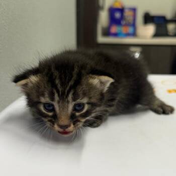Chaz -  Domestic Short Hair Cat for Adoption in Tampa, Florida - Chaz | PetCurious