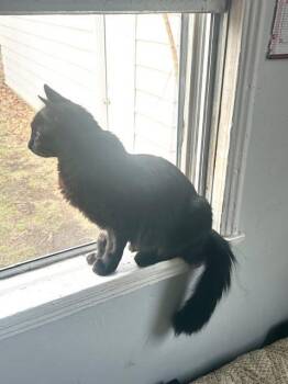 Domestic Medium Hair Cats Available for Adoption in Muskegon, Michigan - Always | PetCurious