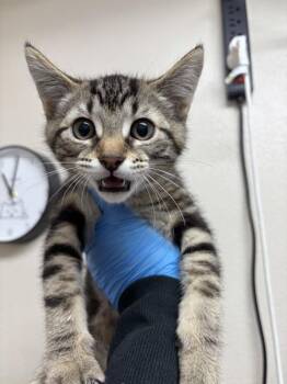 Camel -  Domestic Short Hair Cat for Adoption in Sherwood, Oregon - Camel | PetCurious