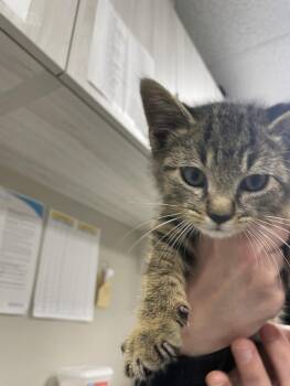 George -  Domestic Short Hair Cat for Adoption in Bemidji, Minnesota - George | PetCurious