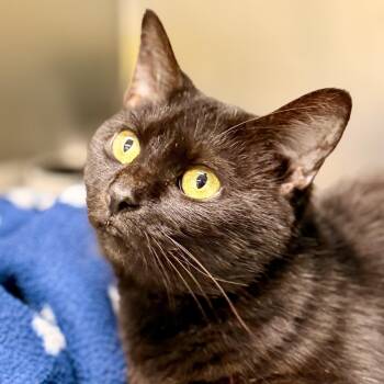 Nessa -  Domestic Short Hair Cat for Adoption in Jackson Township, New Jersey - Nessa | PetCurious