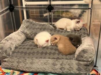 Brie -  Domestic Short Hair Cat for Adoption in Pawtucket, Rhode Island - Brie | PetCurious