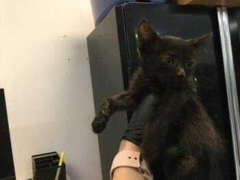 Domestic Short Hair Cats Available for Adoption in Thousand Palms, California - LADY | PetCurious