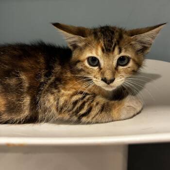 Rosecomb -  Domestic Short Hair Cat for Adoption in Chattanooga, Tennessee - Rosecomb | PetCurious