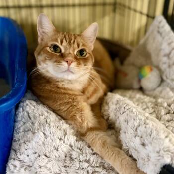 Ginger -  Domestic Short Hair Cat for Adoption in Greensboro, North Carolina - Ginger | PetCurious