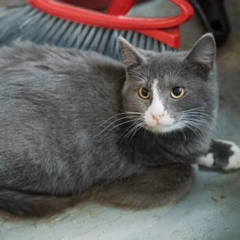 Rescue Domestic Short Hair Cats for Adoption in Bethel, Connecticut - Drew | PetCurious