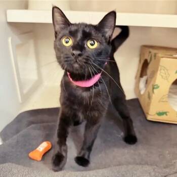 Penny -  Domestic Short Hair Cat for Adoption in Brentwood, Missouri - Penny | PetCurious