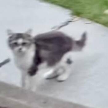 Frankie -  Domestic Long Hair Cat for Adoption in Moses Lake, Washington - Frankie | PetCurious