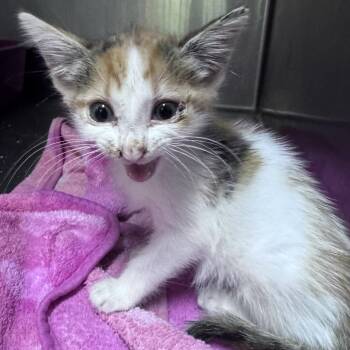 Callie -  Domestic Short Hair Cat for Adoption in Enterprise, Alabama - Callie | PetCurious