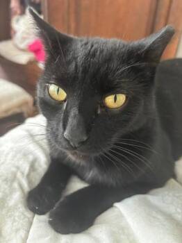 Domestic Short Hair Cats Available for Adoption in New York, New York - WIllie | PetCurious