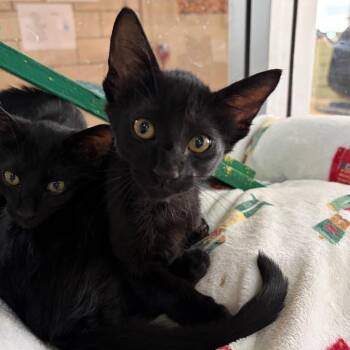 Ryan -  Domestic Short Hair Cat for Adoption in West Point, Mississippi - Ryan | PetCurious