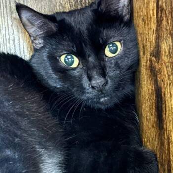 Bucky -  Domestic Short Hair Cat for Adoption in Kenosha, Wisconsin - Bucky | PetCurious