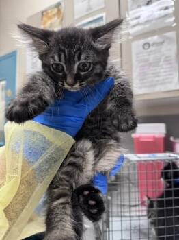YZMA -  Domestic Short Hair Cat for Adoption in Las Vegas, Nevada - YZMA | PetCurious