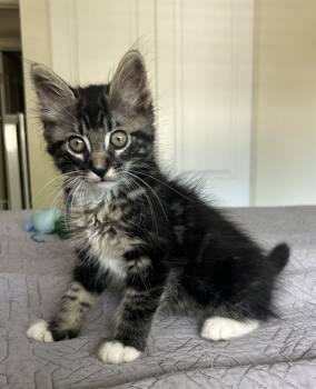 THEODORE -  Domestic Medium Hair Cat for Adoption in Tustin, California - THEODORE | PetCurious