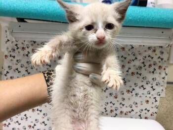 GROUNDHOG DAY -  Domestic Short Hair Cat for Adoption in Riverside, California - GROUNDHOG DAY | PetCurious