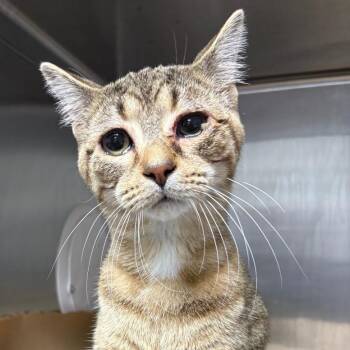 Amun -  Domestic Short Hair Cat for Adoption in Greenville, South Carolina - Amun | PetCurious