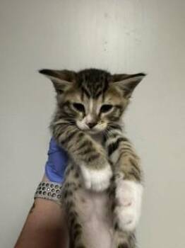 Domestic Short Hair Cats Available for Adoption - JAY | PetCurious
