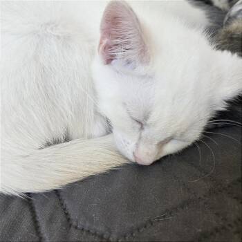 A1048154 Yeti -  Domestic Short Hair Cat for Adoption in Pleasant Hill, California - A1048154 Yeti | PetCurious