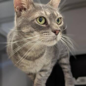 Mr. Squeaks -  Domestic Short Hair Cat for Adoption in Houston, Texas - Mr. Squeaks | PetCurious