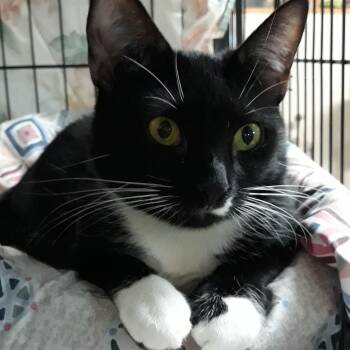 Rescue Domestic Short Hair and Tuxedo Cats for Adoption in Germansville, Pennsylvania - Laurel | PetCurious