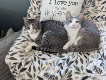 Rescue Domestic Short Hair Cats for Adoption in Fort Collins, Colorado - Scarlet & Forest | PetCurious