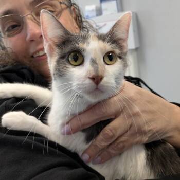 Domestic Short Hair Cats Available for Adoption in Des Moines, Iowa - Nala | PetCurious