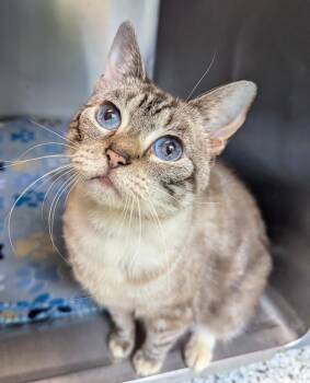 Bella Cat -  Domestic Long Hair Cat for Adoption in New Bern, North Carolina - Bella Cat | PetCurious
