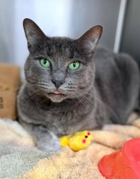Nastasha -  Domestic Short Hair Cat for Adoption in Danielsville, Georgia - Nastasha | PetCurious