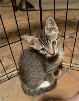 Alstro -  Domestic Short Hair and Tabby Cat for Adoption in Greensboro, North Carolina - Alstro | PetCurious