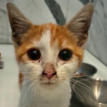 Sherbet -  Domestic Short Hair Cat for Adoption in Chicago, Illinois - Sherbet | PetCurious