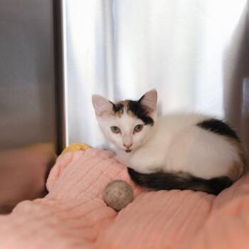April -  Domestic Short Hair Cat for Adoption in Los Angeles, California - April | PetCurious