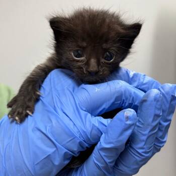 Tesla 3365 -  Domestic Short Hair Cat for Adoption in Columbus, Georgia - Tesla 3365 | PetCurious