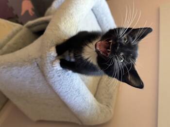 Rescue Domestic Short Hair Cats for Adoption in Greensboro, Georgia - Stitch  -  Athens, GA | PetCurious