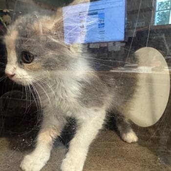 Walmart -  Domestic Medium Hair Cat for Adoption in Winston-salem, North Carolina - Walmart | PetCurious