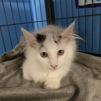 Orca -  Domestic Short Hair Cat for Adoption in Cheyenne, Wyoming - Orca | PetCurious