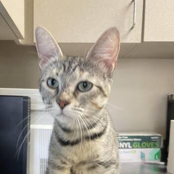 Domestic Short Hair Cats Available for Adoption in San Antonio, Texas - Wanda | PetCurious