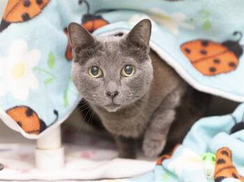 PEWTER -  Domestic Short Hair Cat for Adoption in Phoenix, Arizona - PEWTER | PetCurious