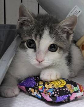 Mariachi -  Domestic Short Hair Cat Available for Adoption in New York, New York - Mariachi | PetCurious