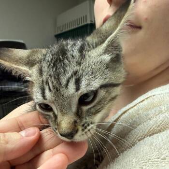 Domestic Short Hair Cats Available for Adoption in Bloomington, Illinois - Trillium | PetCurious
