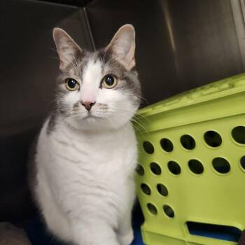 Kibby -  Domestic Short Hair Cat for Adoption in Brockton, Massachusetts - Kibby | PetCurious