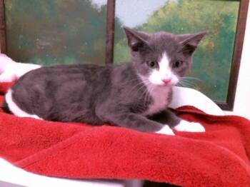 TOAST -  Domestic Short Hair Cat for Adoption in Houston, Texas - TOAST | PetCurious