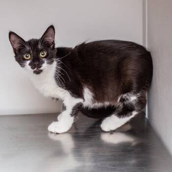 Cartier -  Domestic Short Hair Cat for Adoption in Hattiesburg, Mississippi - Cartier | PetCurious
