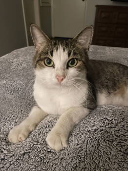 Rescue Domestic Short Hair Cats for Adoption in The Woodlands, Texas - Ollie | PetCurious