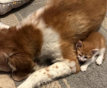 Sparks -  Domestic Short Hair Cat for Adoption in Urbandale, Iowa - Sparks | PetCurious